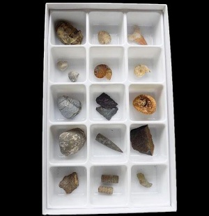 Genuine Fossil Specimens Set - Superior